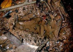 Presunta huella del Bigfoot encontrada en el Estado malayo de Johor.Foto: Sociedad Naturalista Malaya 