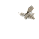 moth_detail_md_wht.gif (20368 bytes)