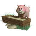 pig_eating_md_wht.gif (5598 bytes)