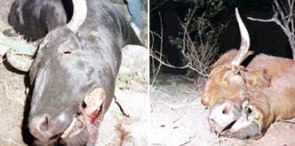 Otra vez aparecieron animales mutilados