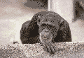 http://www.elrongroup.org/im2/1855_animado.gif