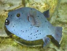 Arothron nigropunctatus